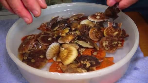 Ancien Mollusque Blindé Chiton Olivaceus Sur Coquille Une Palourde Pétoncle — Video