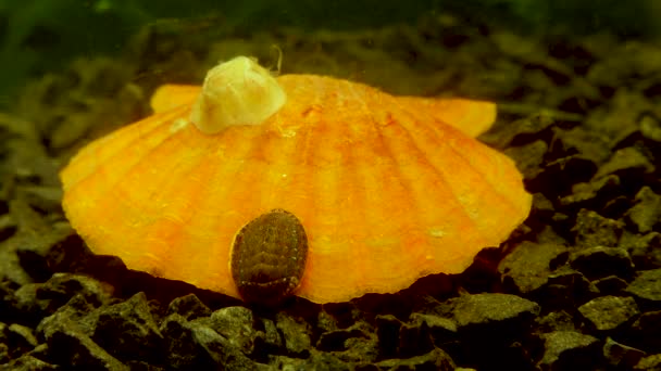 Oeroude Gepantserde Slakkensoort Chiton Polii Schaal Van Een Mossel Smooth — Stockvideo