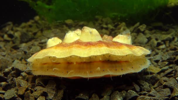 Petits Yeux Bleus Tentacules Sur Manteau Mollusque Bivalve Pétoncle Lisse — Video