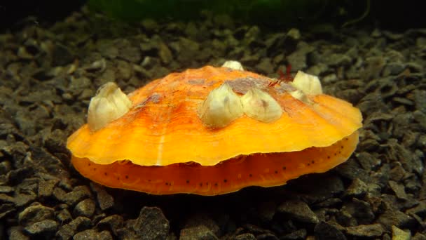 Pequenos Olhos Azuis Tentáculos Manto Molusco Bivalve Smooth Scallop Flexopecten — Vídeo de Stock