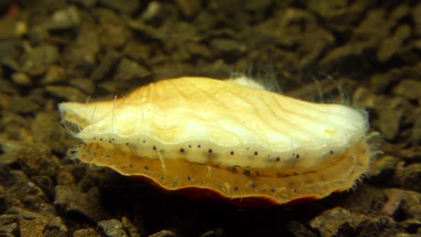 Petits Yeux Bleus Tentacules Sur Manteau Mollusque Bivalve Pétoncle Lisse — Video