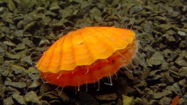 Petits Yeux Bleus Tentacules Sur Manteau Mollusque Bivalve Pétoncle Lisse — Video