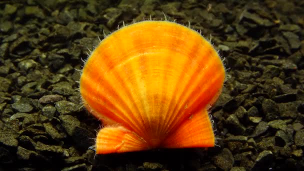 Oeroude Gepantserde Slakkensoort Chiton Olivaceus Schaal Van Een Mossel Smooth — Stockvideo