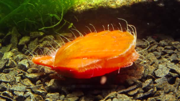 古装甲软体动物 Chiton Olivaceus 在蛤蟆光滑鳞片 Flexopecten Glaber Ponticus 的壳上 — 图库视频影像