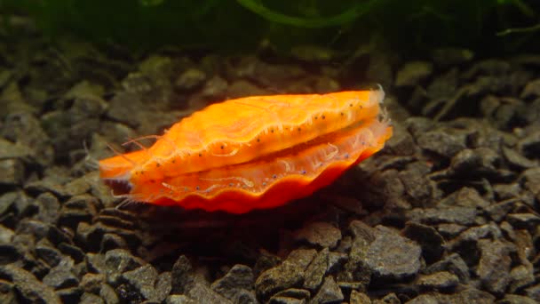 Kleine Blauwe Ogen Tentakels Mantel Van Een Tweekleppige Slakkensoort Smooth — Stockvideo