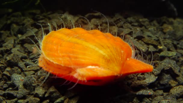 Ancien Mollusque Blindé Chiton Olivaceus Sur Coquille Une Palourde Pétoncle — Video