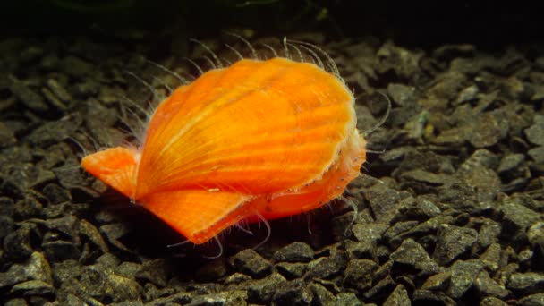 Ősi Páncélozott Puhatestű Chiton Olivaceus Kagyló Héján Sima Kagyló Flexopecten — Stock videók