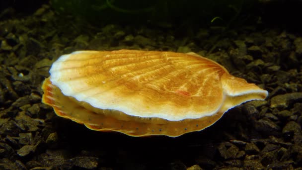 Малі Блакитні Очі Щупальця Мантії Двостулкового Молюска Smooth Scallop Flexopecten — стокове відео