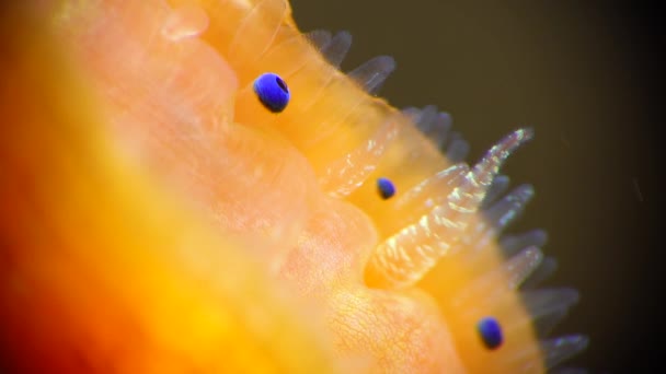 Kleine Blauwe Ogen Tentakels Mantel Van Een Tweekleppige Slakkensoort Smooth — Stockvideo