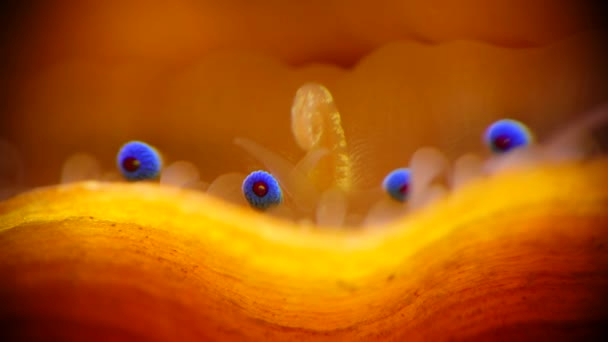 Kleine Blauwe Ogen Tentakels Mantel Van Een Tweekleppige Slakkensoort Smooth — Stockvideo