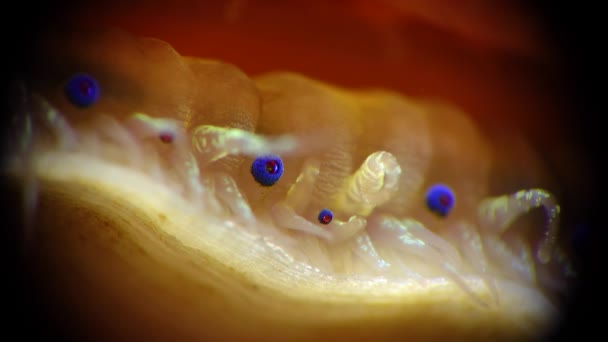 Small Blue Eyes Tentacles Mantle Bivalve Mollusk Smooth Scallop Flexopecten — Stock Video