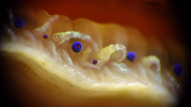 Piccoli Occhi Azzurri Tentacoli Sul Mantello Mollusco Bivalvo Capesante Liscio — Video Stock