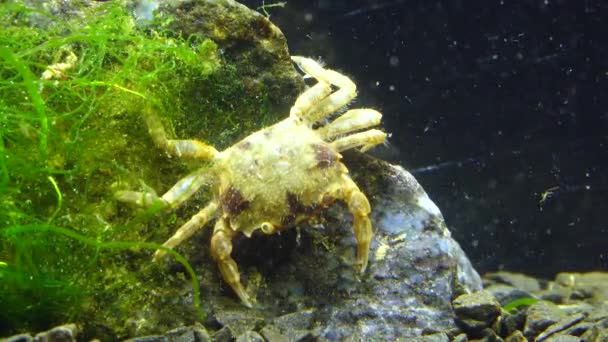 Brachinotus Sexdentatus Petits Crabes Mer Noire — Video