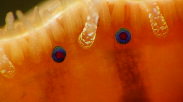 Малі Блакитні Очі Щупальця Мантії Двостулкового Молюска Smooth Scallop Flexopecten — стокове відео
