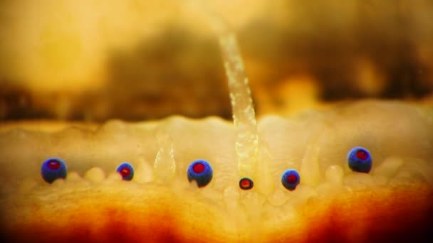 Petits Yeux Bleus Tentacules Sur Manteau Mollusque Bivalve Pétoncle Lisse — Video