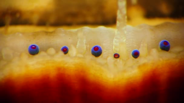 Kleine Blauwe Ogen Tentakels Mantel Van Een Tweekleppige Slakkensoort Smooth — Stockvideo