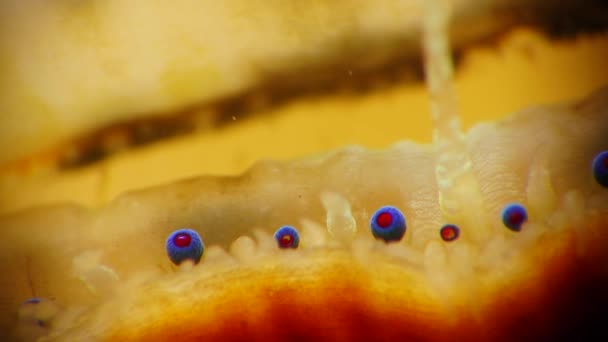 Petits Yeux Bleus Tentacules Sur Manteau Mollusque Bivalve Pétoncle Lisse — Video