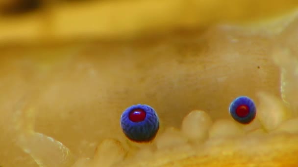 Kleine Blaue Augen Und Tentakel Auf Dem Mantel Einer Muschel — Stockvideo