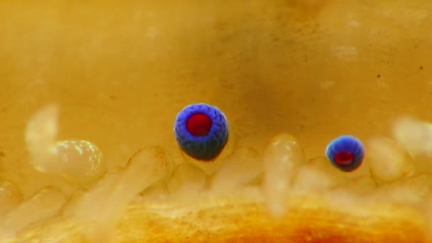 Petits Yeux Bleus Tentacules Sur Manteau Mollusque Bivalve Pétoncle Lisse — Video