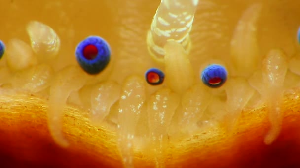 Petits Yeux Bleus Tentacules Sur Manteau Mollusque Bivalve Pétoncle Lisse — Video