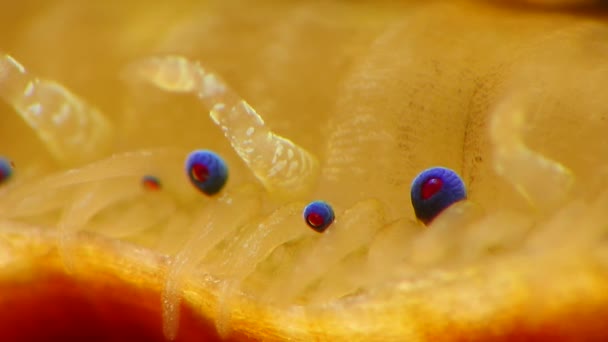 Kleine Blaue Augen Und Tentakel Auf Dem Mantel Einer Muschel — Stockvideo