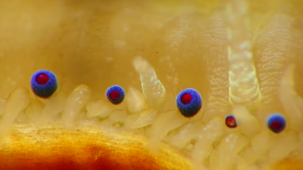 Petits Yeux Bleus Tentacules Sur Manteau Mollusque Bivalve Pétoncle Lisse — Video