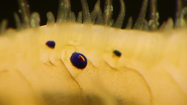 Small Blue Eyes Tentacles Mantle Bivalve Mollusk Smooth Scallop Flexopecten — Stock Video