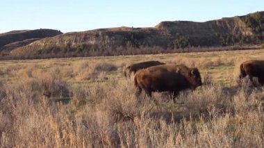 Amerikan bizonu veya bizonu (Bizon bizonu). Theodore Roosevelt Ulusal Parkı, Kuzey Dakota 