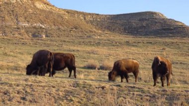 Amerikan bizonu veya bizonu (Bizon bizonu). Theodore Roosevelt Ulusal Parkı, Kuzey Dakota 