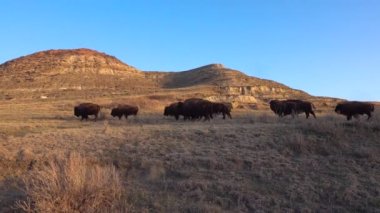 Amerikan bizonu veya bizonu (Bizon bizonu). Theodore Roosevelt Ulusal Parkı, Kuzey Dakota 