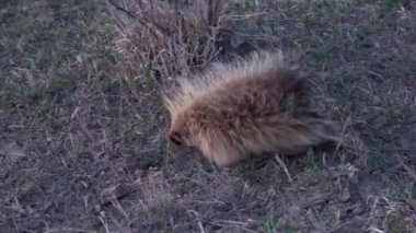 Kuzey Amerika kirpisi (Erethizon dorsatum), ayrıca Kanada kirpisi veya sıradan kirpi olarak da bilinir.