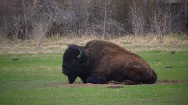 Montana 'nın memelileri. Amerikan bizonu (bizon bizonu) tarlada yeşil ot yer..