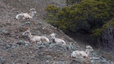 Koyunlar dağda dinleniyor. Montana, ABD 'de dağ yamaçlarında Bighorn Koyunu (Ovis canadensis)