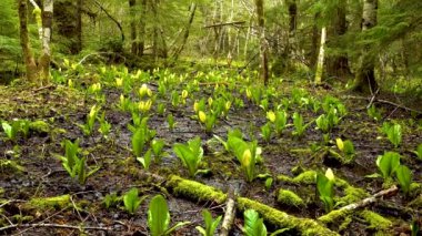 Batı Kokarca Lahanası (Lysichiton americanus), Olympic National Park, Washington, ABD