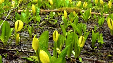 Batı Kokarca Lahanası (Lysichiton americanus), Olympic National Park, Washington, ABD