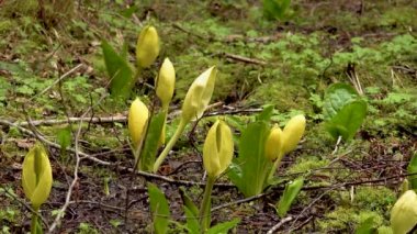 Batı Kokarca Lahanası (Lysichiton americanus), Olympic National Park, Washington, ABD