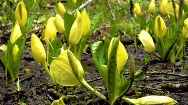 Batı Kokarca Lahanası (Lysichiton americanus), Olympic National Park, Washington, ABD