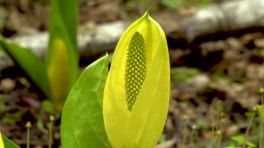Batı Kokarca Lahanası (Lysichiton americanus), Olympic National Park, Washington, ABD