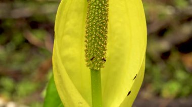 Batı Kokarca Lahanası (Lysichiton americanus), Olympic National Park, Washington, ABD