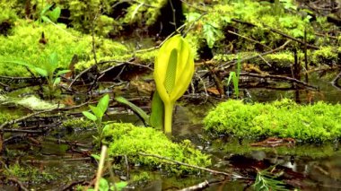 Batı Kokarca Lahanası (Lysichiton americanus), Olympic National Park, Washington, ABD