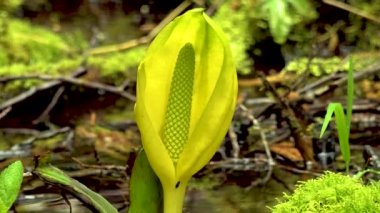 Batı Kokarca Lahanası (Lysichiton americanus), Olympic National Park, Washington, ABD