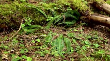Islak bir ormanda bataklık bitkileri, yosunlar ve eğreltiotları. ABD, Washington Eyaleti