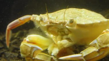 Yüzen yengeç (Makropipus holsatus) midye yiyor, Karadeniz