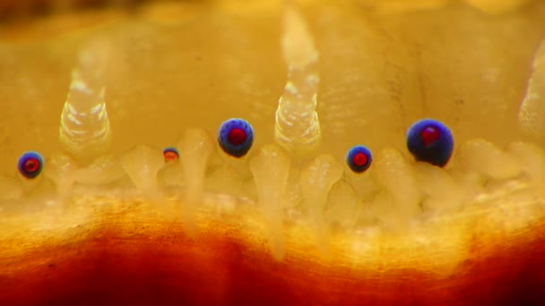 Petits Yeux Bleus Tentacules Sur Manteau Mollusque Bivalve Pétoncle Lisse — Video