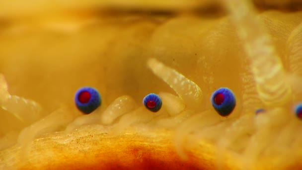 Petits Yeux Bleus Tentacules Sur Manteau Mollusque Bivalve Pétoncle Lisse — Video