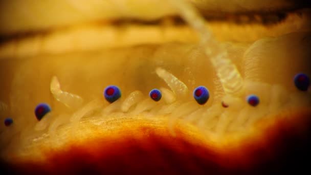 Kleine Blauwe Ogen Tentakels Mantel Van Een Tweekleppige Slakkensoort Smooth — Stockvideo