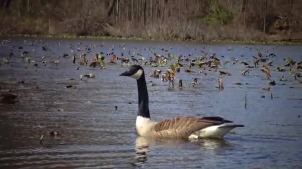 Kanadagås Branta Canadensis Fåglar Som Flyter Sjön Bland Bladen Näckrosor — Stockvideo