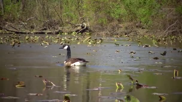 Kanadagås Branta Canadensis Fåglar Som Flyter Sjön Bland Bladen Näckrosor — Stockvideo