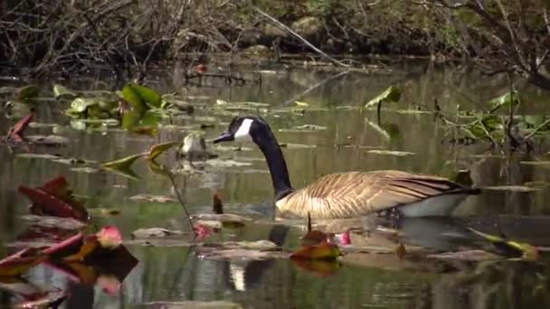 Kanada Kazı Branta Canadensis Nilüfer Yaprakları Arasında Yüzen Kuşlar Karnegy — Stok video