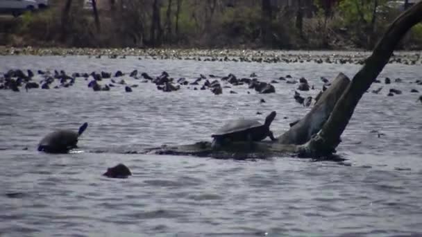 Die Schildkröte Ruht Auf Einem Abgestorbenen Baum Carnegie Lake Junge — Stockvideo